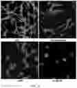 Fig. 05 - SYNTHETIC HEPARIN MIMETICS AND USES THEREOF