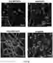 Fig. 06 - SYNTHETIC HEPARIN MIMETICS AND USES THEREOF