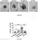 Fig. 08 - SYNTHETIC HEPARIN MIMETICS AND USES THEREOF