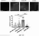 Fig. 09 - SYNTHETIC HEPARIN MIMETICS AND USES THEREOF