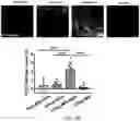 Fig. 10 - SYNTHETIC HEPARIN MIMETICS AND USES THEREOF