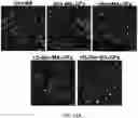 Fig. 20 - SYNTHETIC HEPARIN MIMETICS AND USES THEREOF