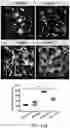 Fig. 21 - SYNTHETIC HEPARIN MIMETICS AND USES THEREOF