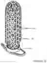 Fig. 07 - FLUSHING VAGINAL STENT DEVICES AND RELATED SYSTEMS AND METHODS