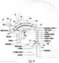 Fig. 03 - NASAL TRACHEAL DEVICES AND RELATED METHODS