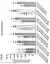 Fig. 10 - VACCINATION USING HIGH-DENSITY MICROPROJECTION ARRAY PATCH