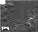 Fig. 01 - Electrocatalyst comprising a crumpled transition metal dichalcogenide support loaded with monodispersed metal nanoparticles