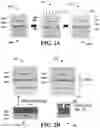 Fig. 03 - Modification to rough polysilicon using ion implantation and silicide