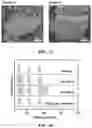 Fig. 03 - Layered group III-V compound including additive elements and having ferroelectric-like properties, and nanosheet using the same