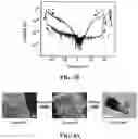 Fig. 06 - Layered group III-V compound including additive elements and having ferroelectric-like properties, and nanosheet using the same