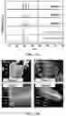 Fig. 19 - Layered group III-V compound including additive elements and having ferroelectric-like properties, and nanosheet using the same
