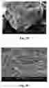 Fig. 03 - LIVING STRUCTURAL MATERIAL