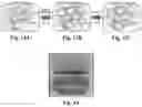 Fig. 14 - LIVING STRUCTURAL MATERIAL