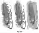 Fig. 15 - LIVING STRUCTURAL MATERIAL
