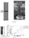 Fig. 27 - Double-negative-index ceramic aerogels for thermal superinsulation