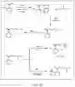 Fig. 17 - SHIKIMATE ANALOGUES AND METHODS OF USE