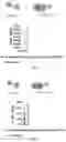 Fig. 03 - FLUORESCENT GTP ANALOGUES AND USE