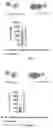 Fig. 06 - FLUORESCENT GTP ANALOGUES AND USE