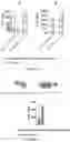 Fig. 07 - FLUORESCENT GTP ANALOGUES AND USE