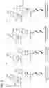 Fig. 10 - Synthesis of backbone modified morpholino oligonucleotides and chimeras using phosphoramidite chemistry