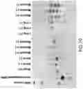 Fig. 15 - Conjugation reagents and methods using 1,2-cyclohexanediones