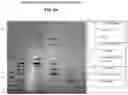 Fig. 06 - ANIMAL PRODUCT FREE SYSTEM AND PROCESS FOR PURIFYING A BOTULINUM TOXIN
