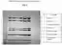 Fig. 08 - ANIMAL PRODUCT FREE SYSTEM AND PROCESS FOR PURIFYING A BOTULINUM TOXIN