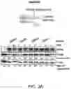 Fig. 06 - Isolated peptide, anti-cancer medicinal composition including the same and method of specifically reducing or inhibiting activities of cancer cells using the same