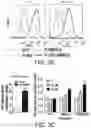 Fig. 07 - Isolated peptide, anti-cancer medicinal composition including the same and method of specifically reducing or inhibiting activities of cancer cells using the same