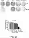 Fig. 09 - Isolated peptide, anti-cancer medicinal composition including the same and method of specifically reducing or inhibiting activities of cancer cells using the same
