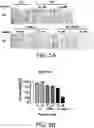 Fig. 10 - Isolated peptide, anti-cancer medicinal composition including the same and method of specifically reducing or inhibiting activities of cancer cells using the same