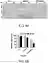 Fig. 11 - Isolated peptide, anti-cancer medicinal composition including the same and method of specifically reducing or inhibiting activities of cancer cells using the same