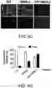 Fig. 12 - Isolated peptide, anti-cancer medicinal composition including the same and method of specifically reducing or inhibiting activities of cancer cells using the same