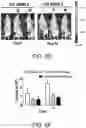 Fig. 13 - Isolated peptide, anti-cancer medicinal composition including the same and method of specifically reducing or inhibiting activities of cancer cells using the same