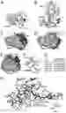 Fig. 01 - NANOMOLAR PEPTIDES AND DERIVATIVES TO DIFFERENTIALLY MODULATE EPHRIN RECEPTORS