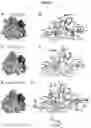 Fig. 04 - NANOMOLAR PEPTIDES AND DERIVATIVES TO DIFFERENTIALLY MODULATE EPHRIN RECEPTORS