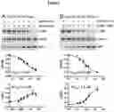 Fig. 07 - NANOMOLAR PEPTIDES AND DERIVATIVES TO DIFFERENTIALLY MODULATE EPHRIN RECEPTORS