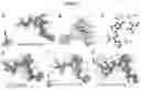 Fig. 08 - NANOMOLAR PEPTIDES AND DERIVATIVES TO DIFFERENTIALLY MODULATE EPHRIN RECEPTORS