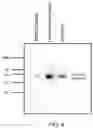 Fig. 10 - Antiplasmodial compounds