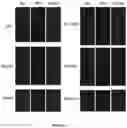 Fig. 18 - DE NOVO DESIGN OF TUNABLE PH-DRIVEN CONFORMATIONAL SWITCHES