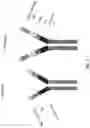 Fig. 02 - CHIMERIC TIM-3 FUSION PROTEIN
