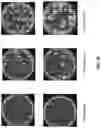 Fig. 11 - CHIMERIC TIM-3 FUSION PROTEIN