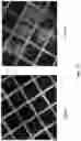 Fig. 12 - CHIMERIC TIM-3 FUSION PROTEIN