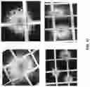 Fig. 13 - CHIMERIC TIM-3 FUSION PROTEIN