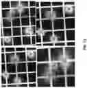 Fig. 14 - CHIMERIC TIM-3 FUSION PROTEIN
