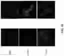 Fig. 16 - CHIMERIC TIM-3 FUSION PROTEIN