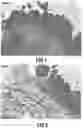 Fig. 02 - Transcription factor-mediated promotion of direct somatic embryogenesis