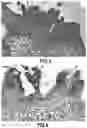 Fig. 03 - Transcription factor-mediated promotion of direct somatic embryogenesis