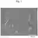 Fig. 02 - METHOD FOR INDUCING MUSCULAR CELLS USING CELLS IN SPOT URINE