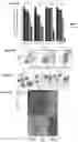 Fig. 03 - Agents and methods for treating CBP-dependent cancers